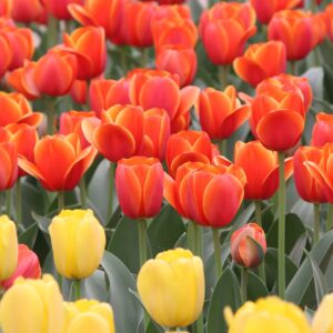 tulips, flowers, plants-7357319.jpg